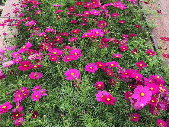 邯郸仿真花束-商业区植物摆设设计